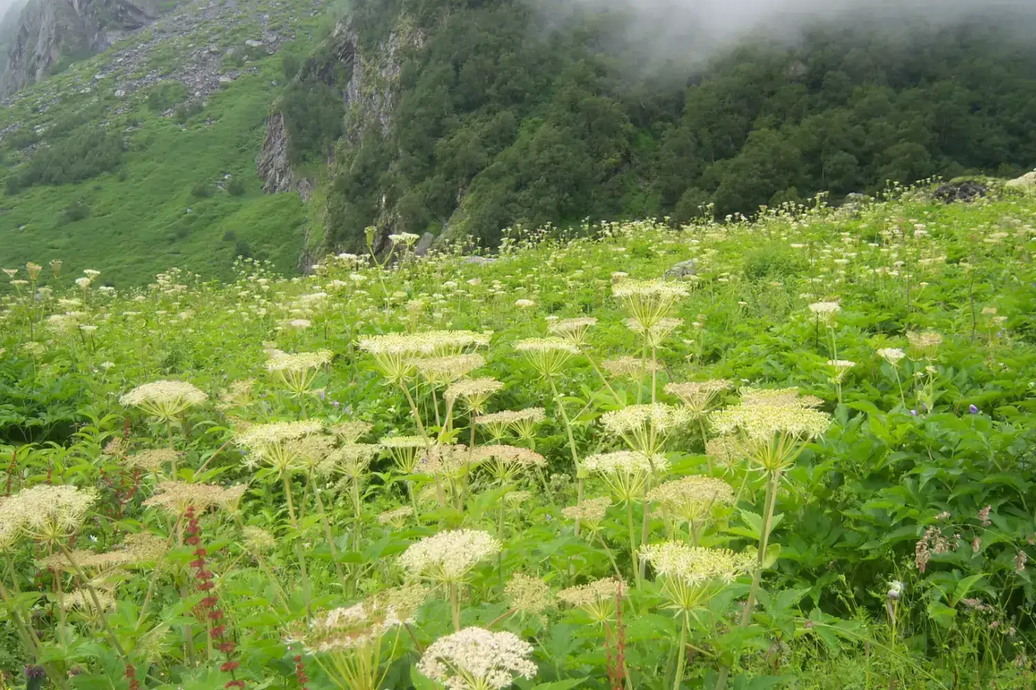 Valley of Flowers Trek